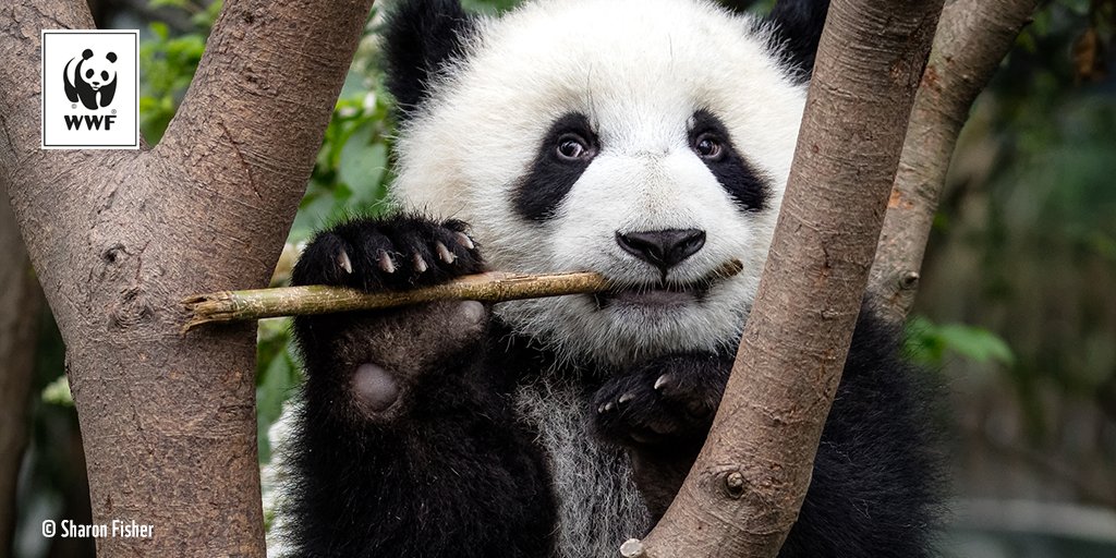 WWF France 🐼 tweet media
