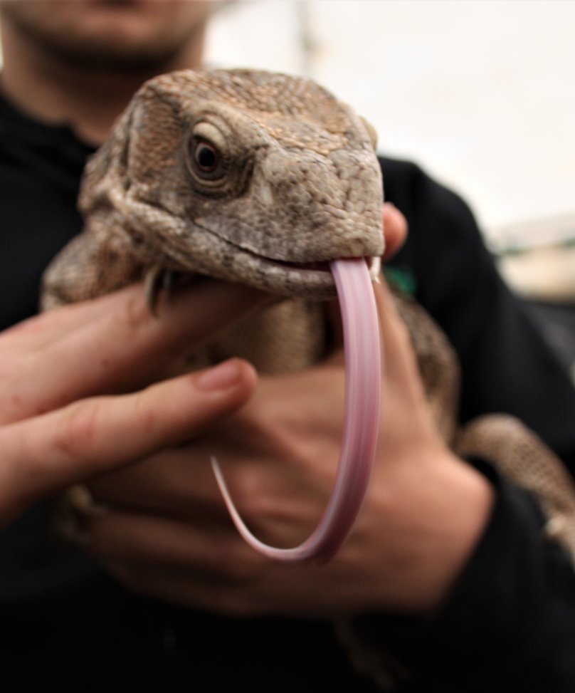 BockettsFarm's tweet photo. Hugo the Bosc Monitor.  Don't miss our Reptile roadshow here until Sunday 28th October!👅 #boscmonitor #longtounge #sayhello #reptileroadshow https://t.co/5Hn6JVZMWX
