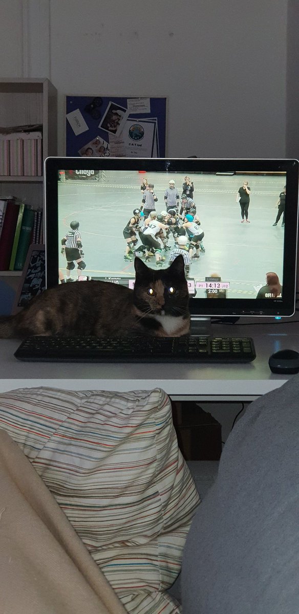 MTGStevel's tweet image. My cat Tonks does not want me to know the score... I think she is supporting @vivalakrr  #talk2wftda #WFTDAECC2018