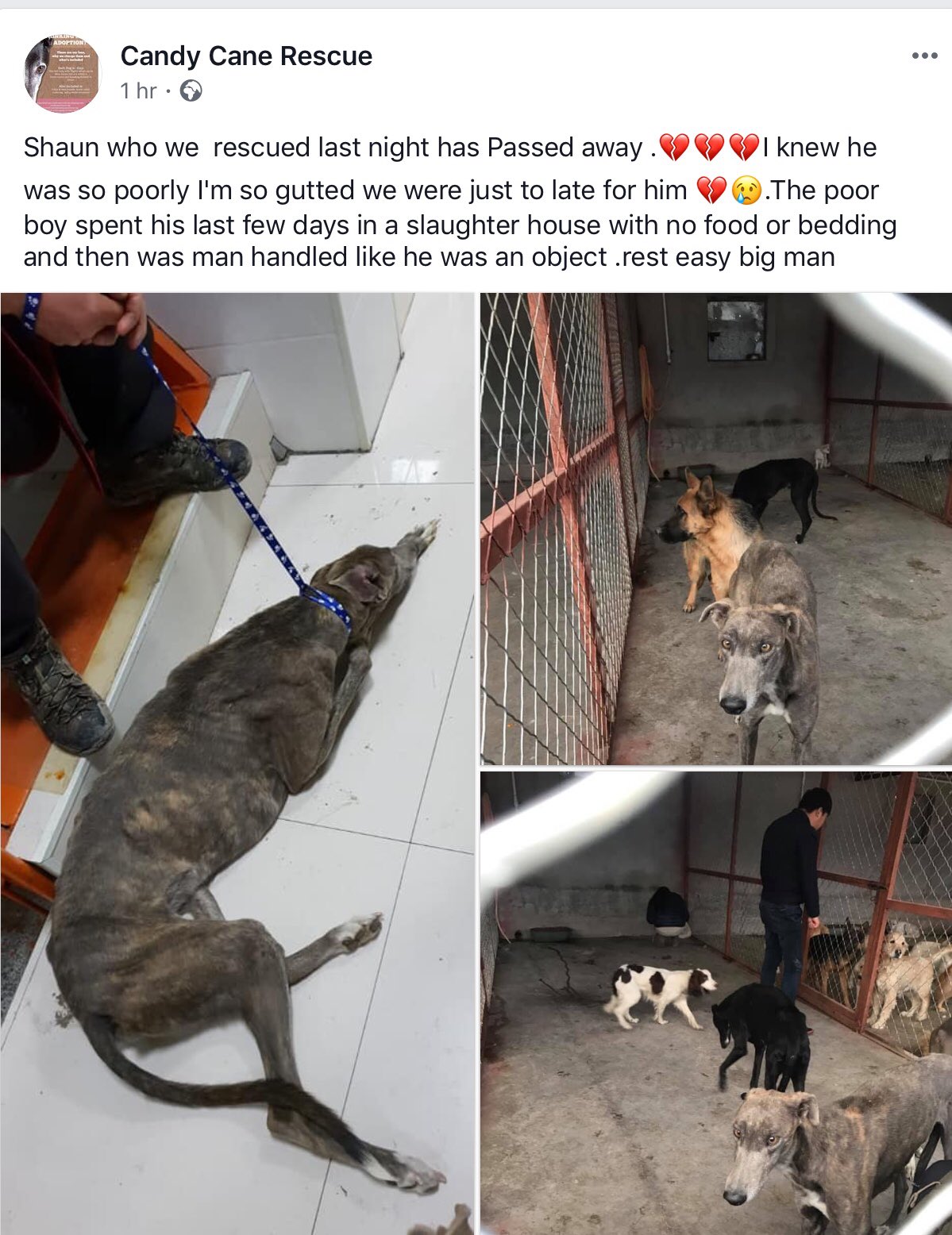 Candy Cane Rescue on Twitter "Sad to share that Shaun has passed away