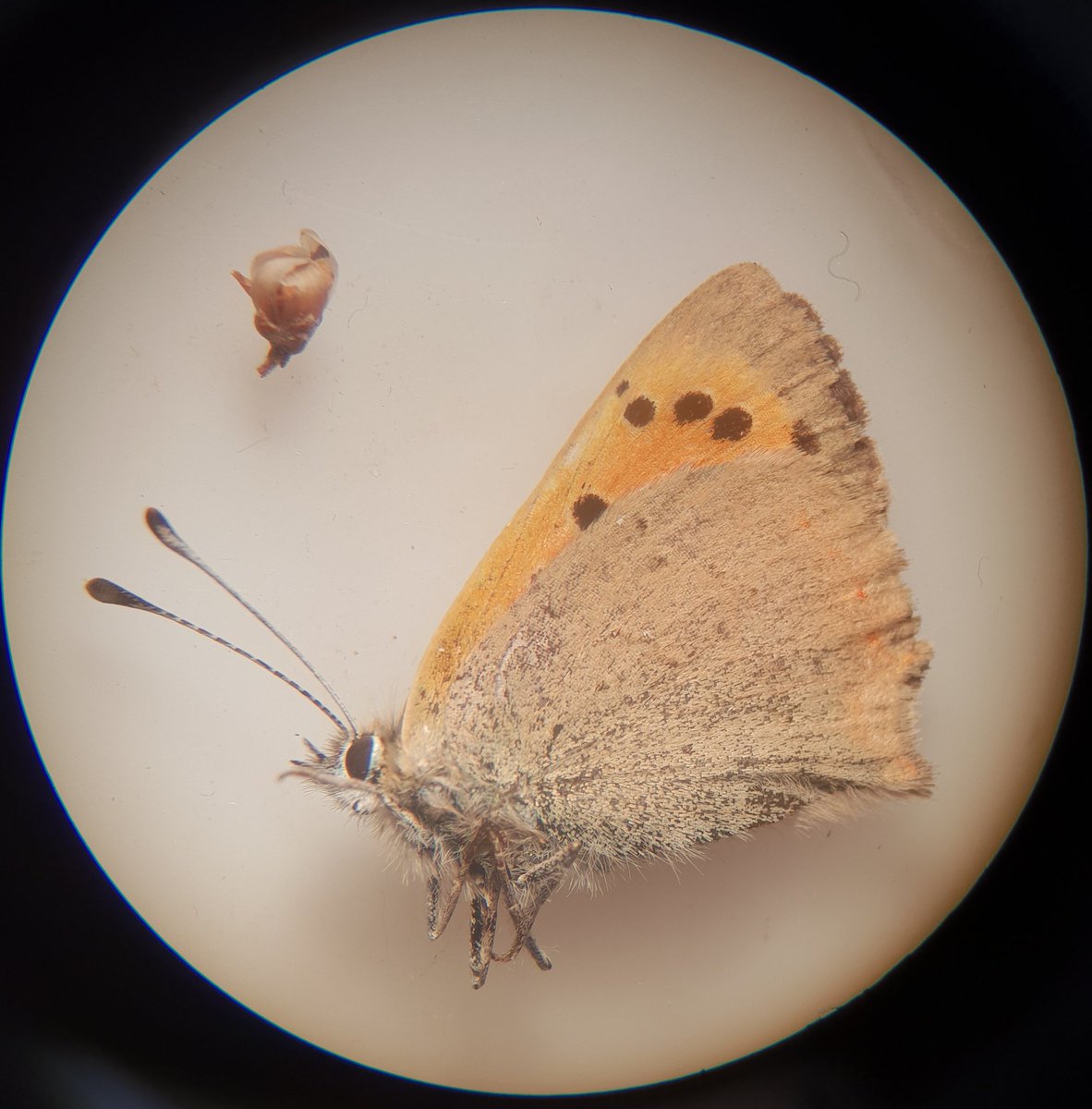 earmstrong91's tweet photo. Small copper butterfly under the microscope. Truly magnificent insect
#butterfly #insects #entomology #wildlife #nature #MScEntoRes #Reading https://t.co/Dftb9HSMge