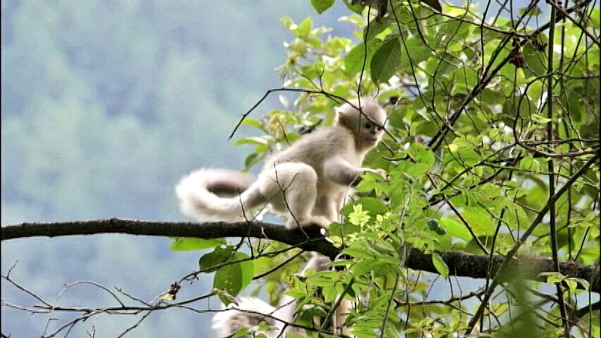 世界遺産 Op Twitter 子ザルの雲南キンシコウも撮影できました キンシコウはサルの仲間です 雲南キンシコウは 今や1500頭ほどしかいません 三江併流保護地域の森は 貴重な彼らの住処なのです 世界遺産 中国 雲南 三江併流 キンシコウ T Co