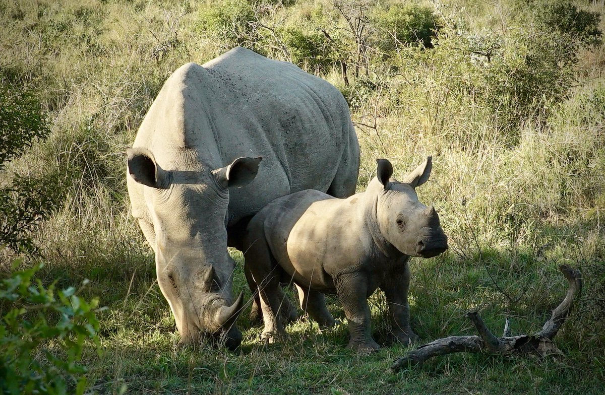 James Glancy (@jaglancy) on Twitter photo Our charity <a href="/Veterans4Wild/">Veterans for Wildlife</a> uses former male & female British soldiers to train and mentor anti-poaching rangers around the world.
This interview Aimee, who recently worked with the Black Mambas, explains our work #conservation
youtube.com/watch?v=s7gvuJ… Our charity <a href="/Veterans4Wild/">Veterans for Wildlife</a> uses former male & female British soldiers to train and mentor anti-poaching rangers around the world.
This interview Aimee, who recently worked with the Black Mambas, explains our work #conservation
youtube.com/watch?v=s7gvuJ…