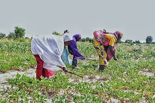 Women empowered equals family livelihoods strengthened. With cash, ruminants, lands and seed to cultivate, life has definitely taken a great turn for over 5000 women in Nangere, Yobe, #Nigeria working with <a href="/ACF_Nigeria/">Action Against Hunger Nigeria</a> with support from <a href="/DFID_UK/">DFID</a> 
#Forfood
#Againsthunger