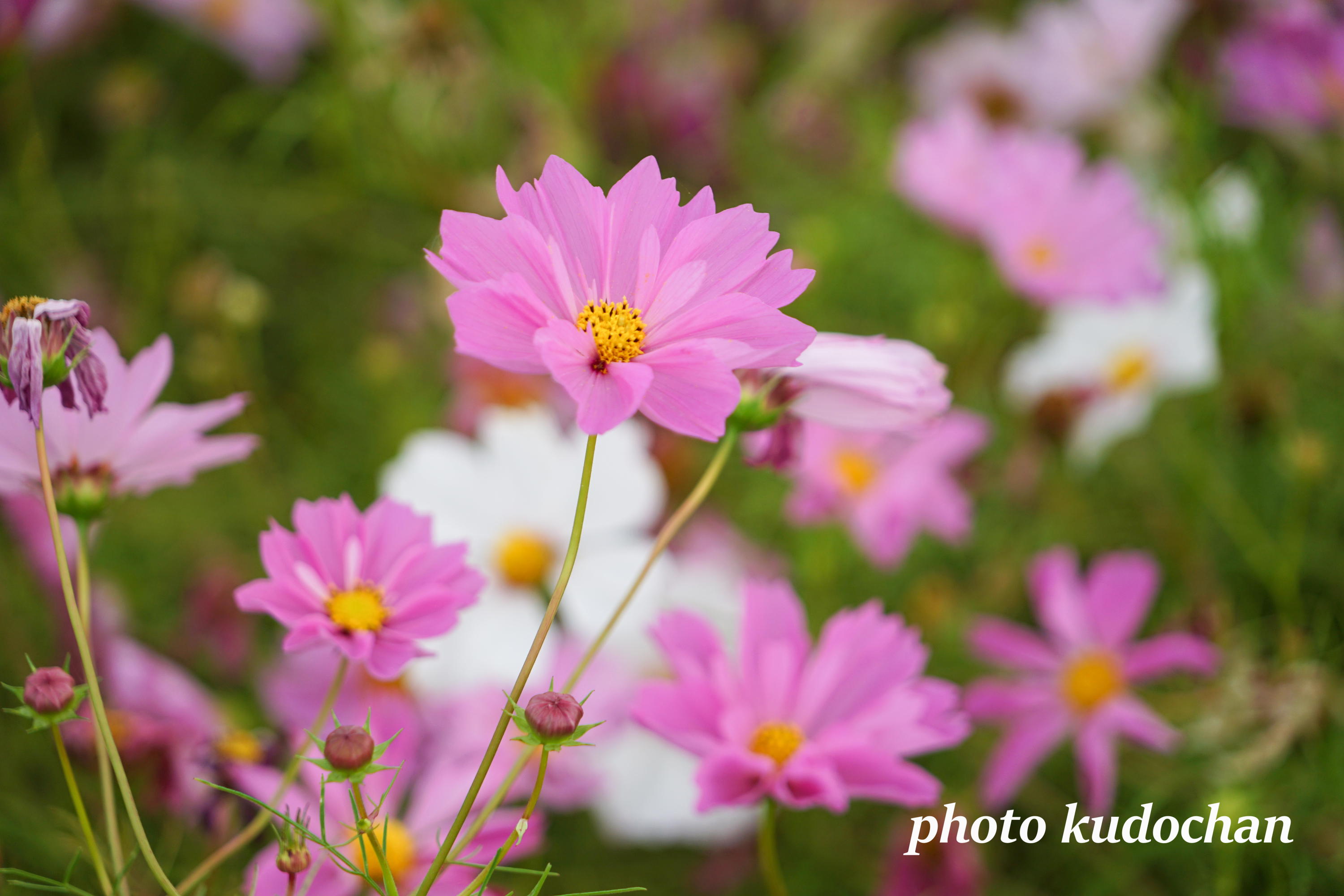 Kudochan 色々なコスモス 可愛いピンクの花 コスモス 花が好き 写真が好き T Co U31huuwkoq Twitter
