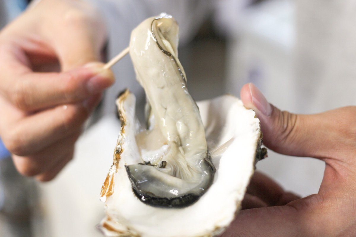 kmfoodmemory's tweet photo. 【塩釜仲卸市場@宮城県塩釜市 vol.2】たった350円で！その場で新鮮な生牡蠣が食べられる。おいしくないわけがない���#塩釜仲卸市場 #宮城県塩釜市 #海鮮丼 https://t.co/pl3jYNefpV