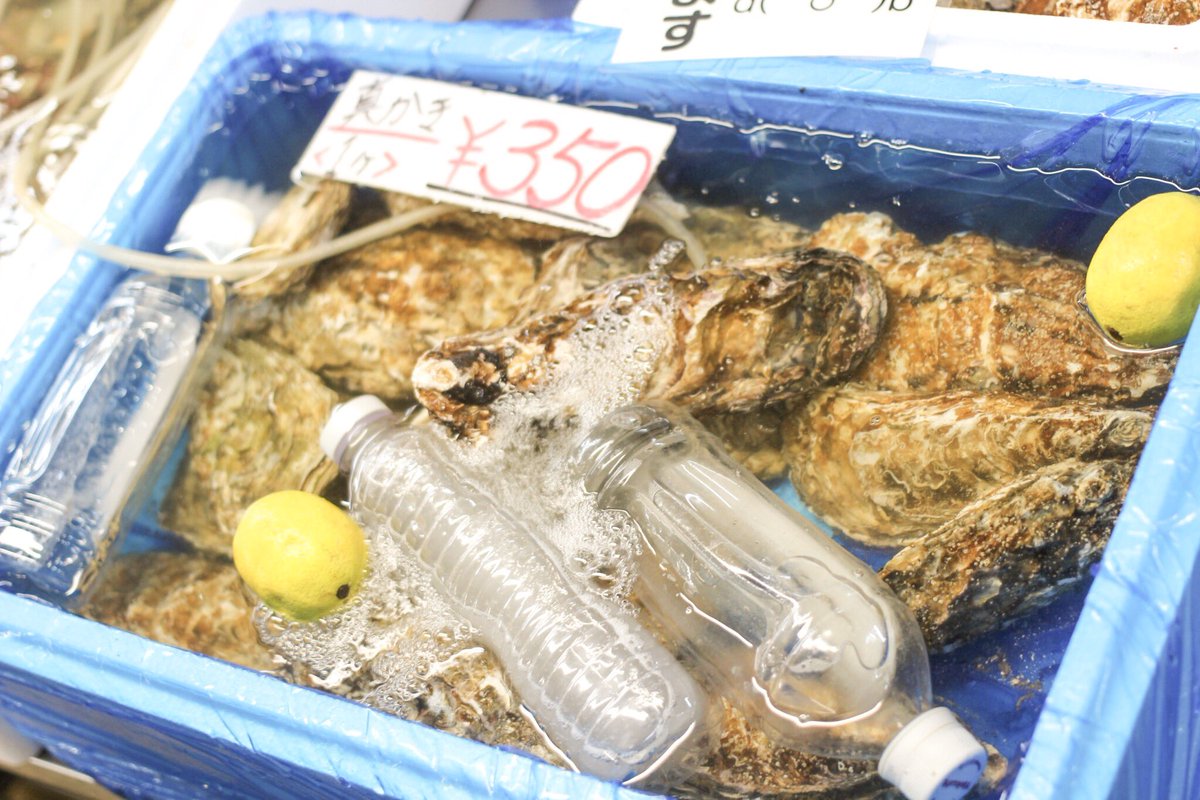 kmfoodmemory's tweet photo. 【塩釜仲卸市場@宮城県塩釜市 vol.2】たった350円で！その場で新鮮な生牡蠣が食べられる。おいしくないわけがない���#塩釜仲卸市場 #宮城県塩釜市 #海鮮丼 https://t.co/pl3jYNefpV