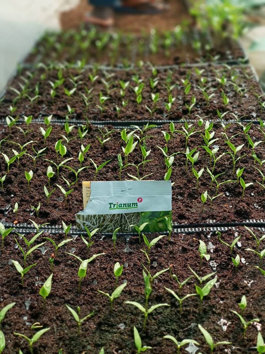rodgers_kirwa's tweet photo. A visit to our model farm by @KoppertKenya ,the world international market leader in the field of #Biological crop protection.

We at @iAgriBizAfrica are keen to strengthen partnership with other sector players for a Food secure &amp; healthier continent. 

#AgribusinessTalk254 https://t.co/K73K0fYUdD