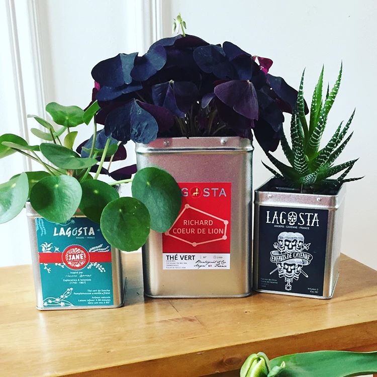 Lagosta_Fr's tweet photo. @jane_jardinerie @FRACLA49 @courrierouest @KarineEngel49 @ilemanio @Vitrines_Angers 😍  #diy #upcycling #tea #recup
@jane_jardinerie X @Lagosta_Fr 
#angers #pilea #oxalis #haworthia @UrbanJungleBlog https://t.co/bYes2cK27O
