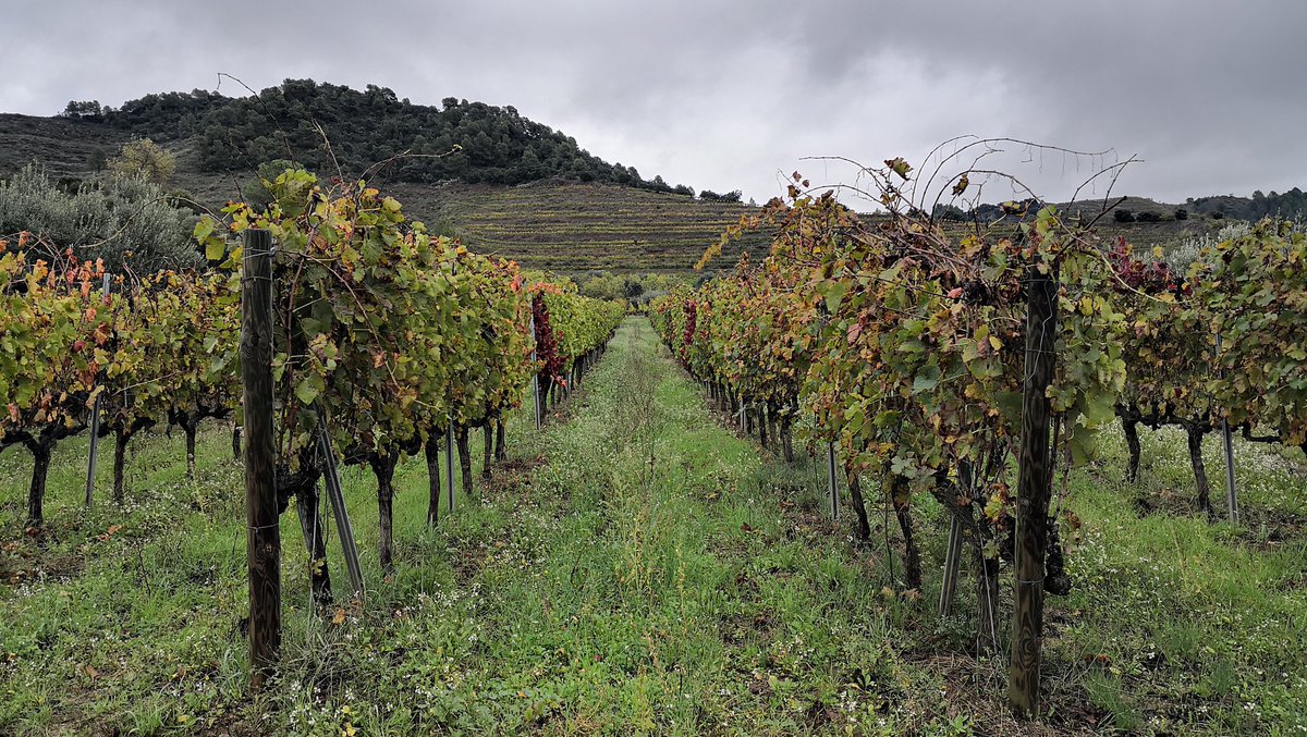 masdoix's tweet photo. 🍃 ENTREVINYES MAS DOIX 🍇
Preciosos paisatges de vinyes 😍
.
#EntrevinyesMasDoix #MasDoix #MasDoixWinery #Poboleda #Priorat #PrioratSingulars #MasDoixFacts #MasDoixWorld #MasDoixPhoto https://t.co/nsGFoWMv9X