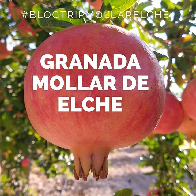 caroluscocina's tweet photo. En el blogtrip de la @granadaselche #mollarlovers #blogtripmollarelche #elche https://t.co/ae2uYEHS17 https://t.co/eUPboSxgv0