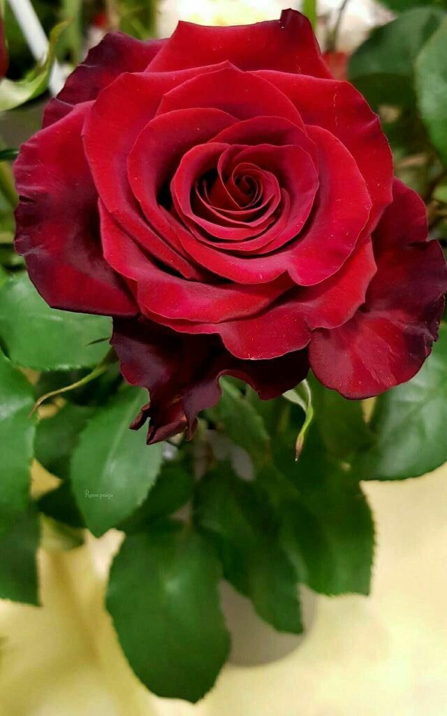 Janan_10's tweet photo. الكلمة الطيبة  أعذب من الماء البارد
{ وقولوا للناس حسنا }
كل شخص تقابله يُخفي وجعاً لا يعلمه إلا الله ..! 
فكن بلسماً للجراح دائماً ��لا تكن علقماً يزيد الجرح عمقاً..🌸🍃 https://t.co/OcYj8jCyzc