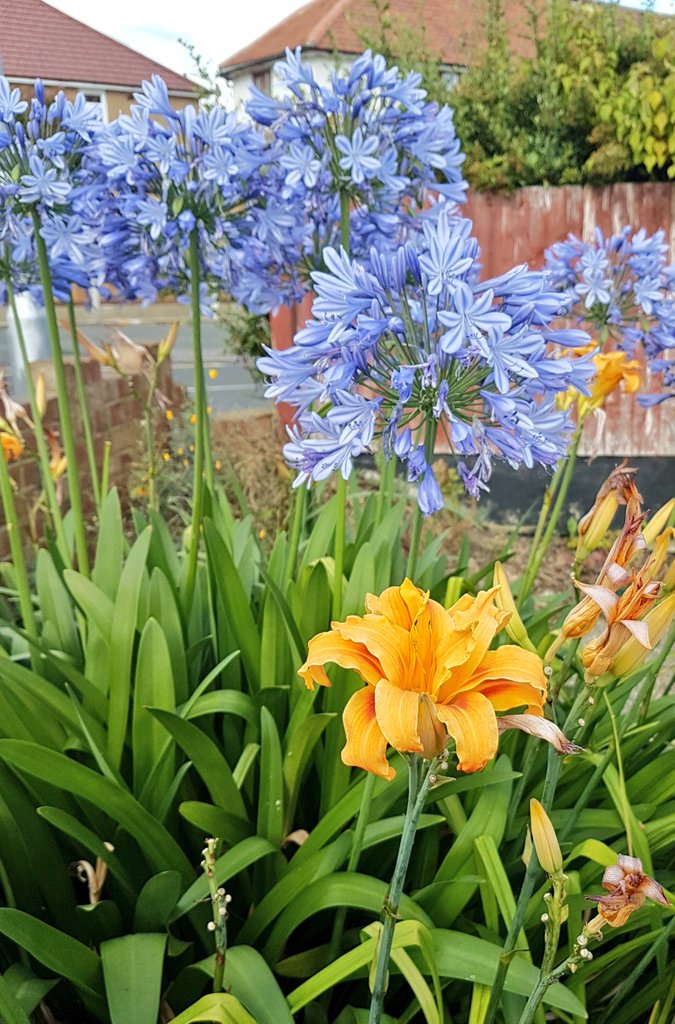 GreenTipsGarden's tweet image. Orange blue combo, looks great. I&apos;m thinking it&apos;s because they are on opposite sides of the color wheel, so contrasting. 

#colourcombinations #colorcombinations #gardening #flowers #plants