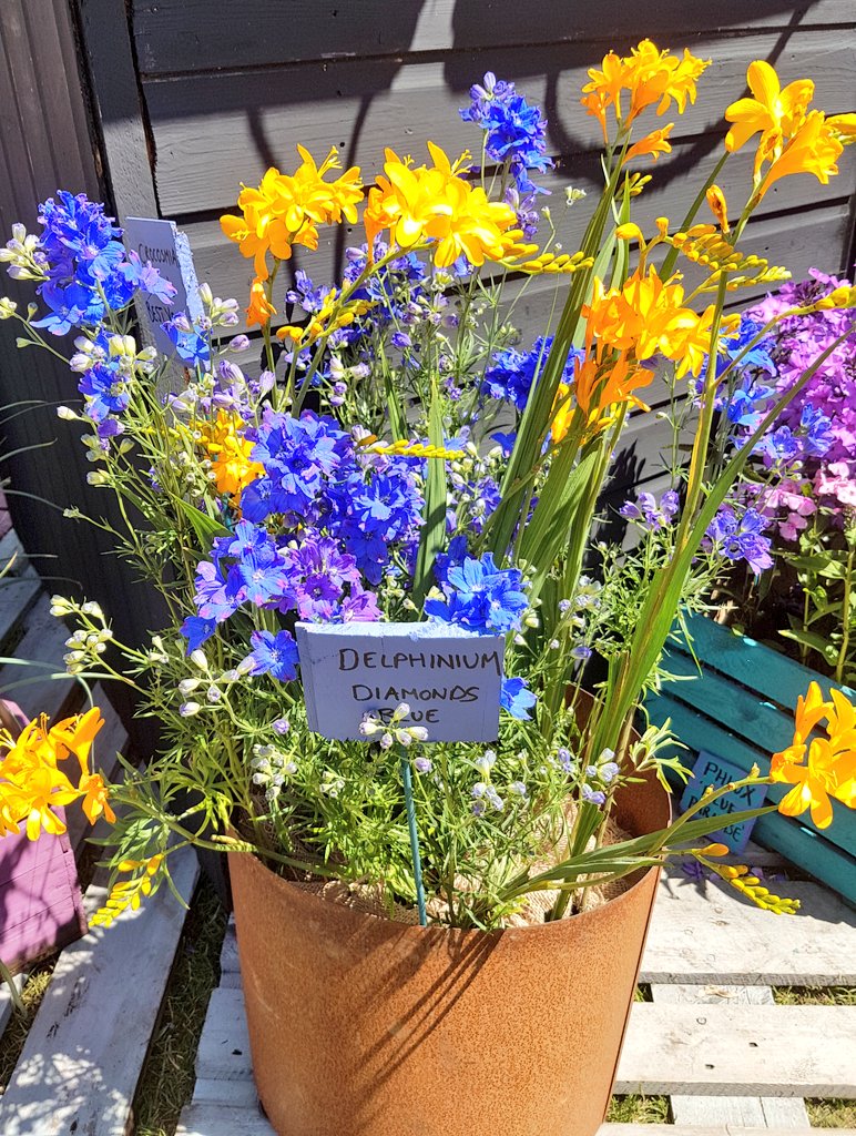 GreenTipsGarden's tweet image. Orange blue combo, looks great. I&apos;m thinking it&apos;s because they are on opposite sides of the color wheel, so contrasting. 

#colourcombinations #colorcombinations #gardening #flowers #plants