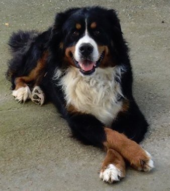 Missing Animaux 81 On Twitter 27 10 18 Perdu Chien Bouvier Bernois A Saint Germain Des Pres La Bourrelie Largo Puce Tel 06 10 61 53 50 Tarn Https T Co 93anw9hdqs