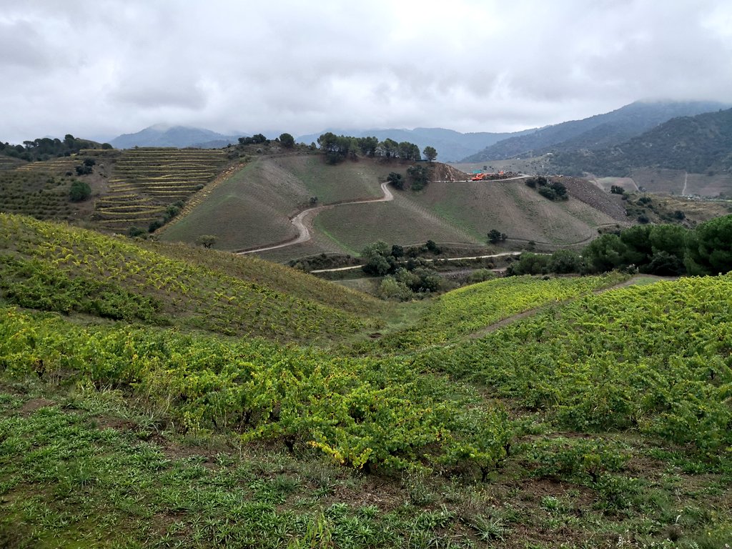 masdoix's tweet photo. 🍃 ENTREVINYES MAS DOIX 🍇
When you feel great walking and loving the landscape of the vineyards around Poboleda 😍
.
#EntrevinyesMasDoix #MasDoix #MasDoixWinery #Poboleda #Priorat #PrioratSingulars #MasDoixFacts #MasDoixWorld #MasDoixPhoto https://t.co/VE0tf2j8Ts