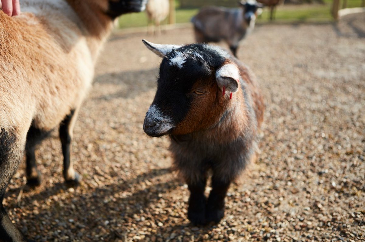 Planning to keep goats on your smallholding? They're a great addition, bringing plenty of fun as well as produce. Here's how you can get started: ow.ly/kOgC30lXvDs