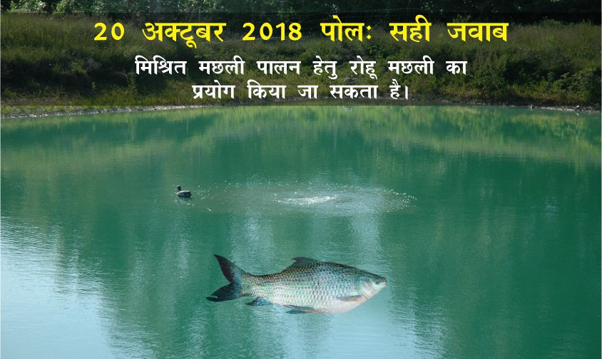 pashudhanUK's tweet photo. 20 अक्टूबर के पोल के मुताबिक, 71% लोगों के अनुसार मिश्रित मछली पालन में रोहू मछली का, जबकि 29% लोगों के अनुसार मांगुर मछली का प्रयोग किया जाता है।
इस पोल का सही जवाब है, मिश्रित मछली पालन में रोहू मछली का प्रयोग किया जा सकता है।
#Poll #Quiz #CompositeFishFarming https://t.co/tXeMCjyatH