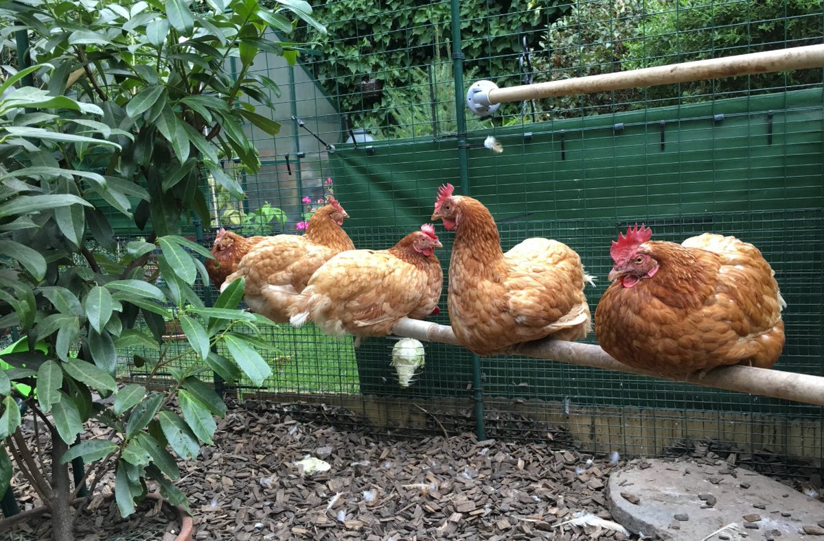 Omlet Uk On Twitter Happy Hens Enjoying Their Omlet Perch