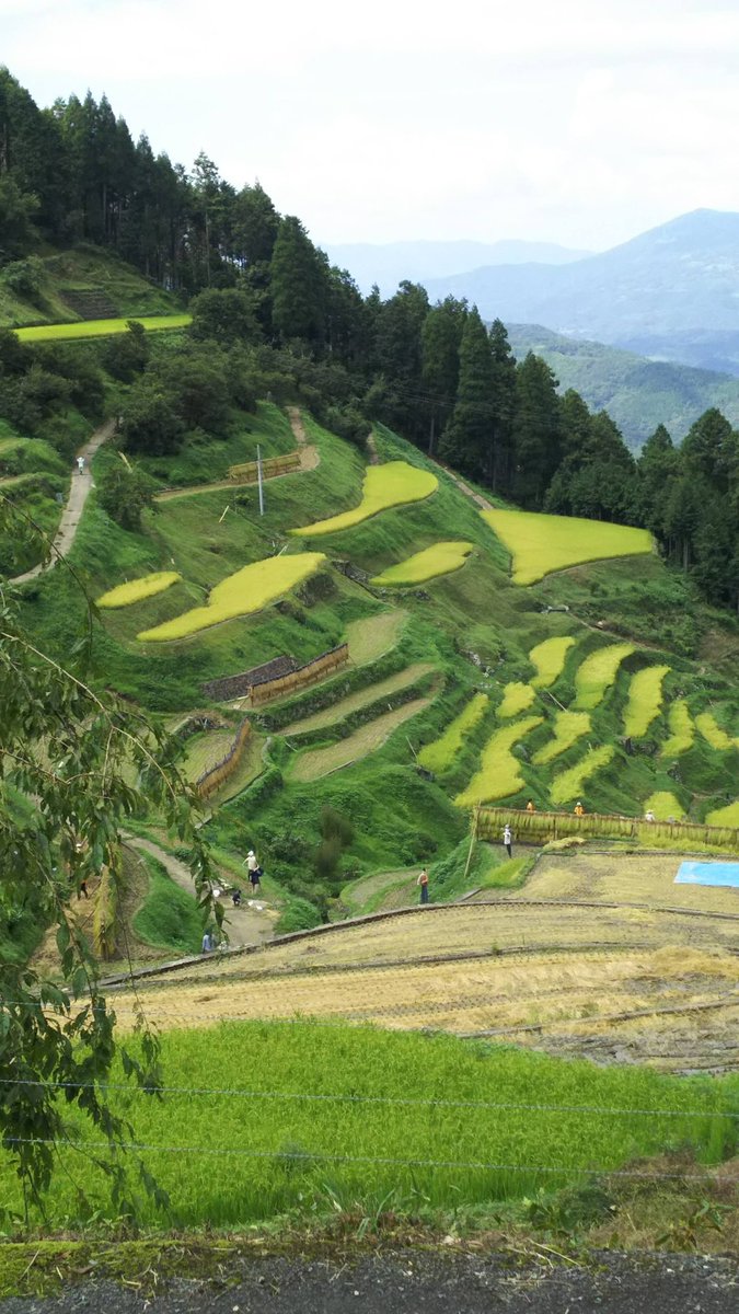 泉谷の棚田