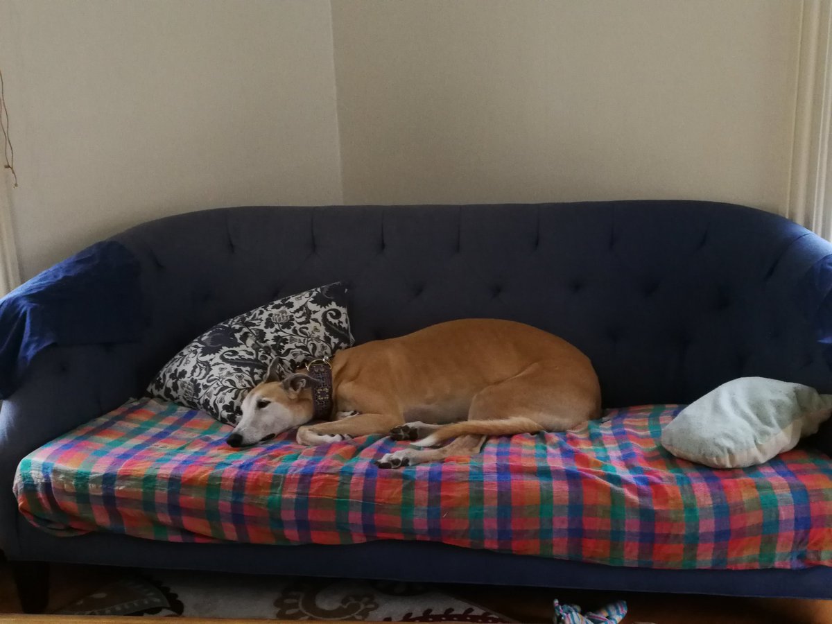 IamButterface's tweet image. Watching Momma trying to train the Snickerdoodle. #pointsforeffort