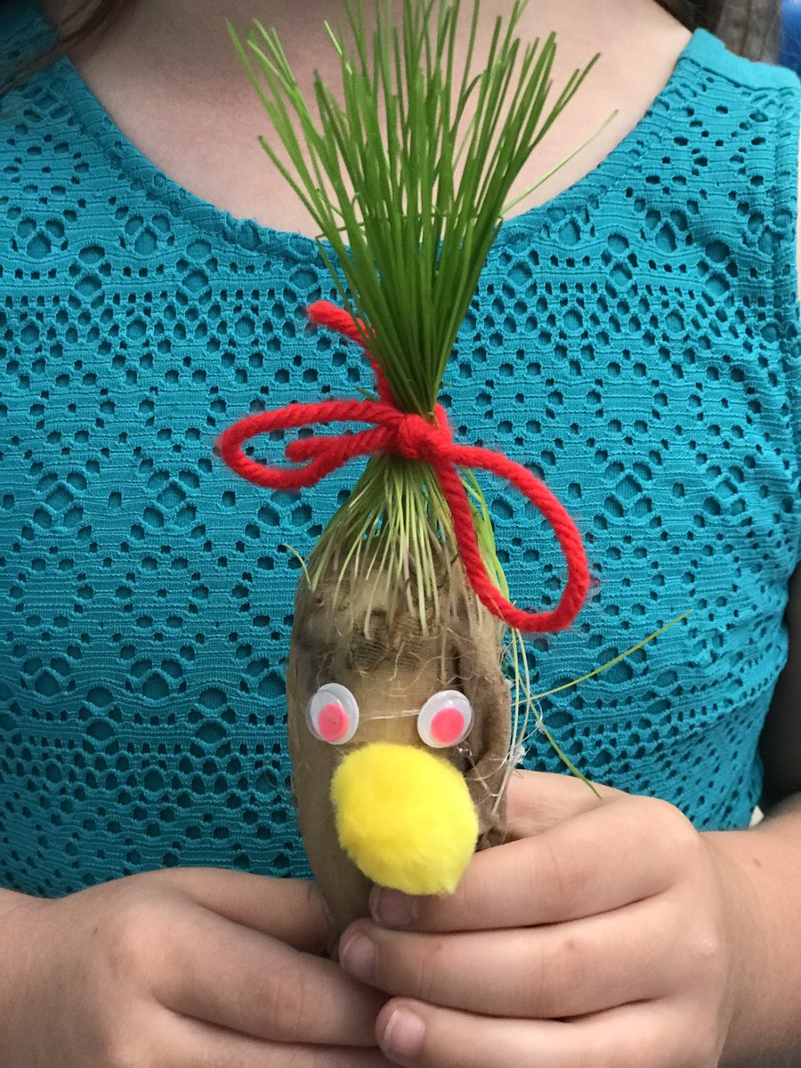 Plant adventures with #mysteryscience   Grass heads help us to explore why trees grow TALL!