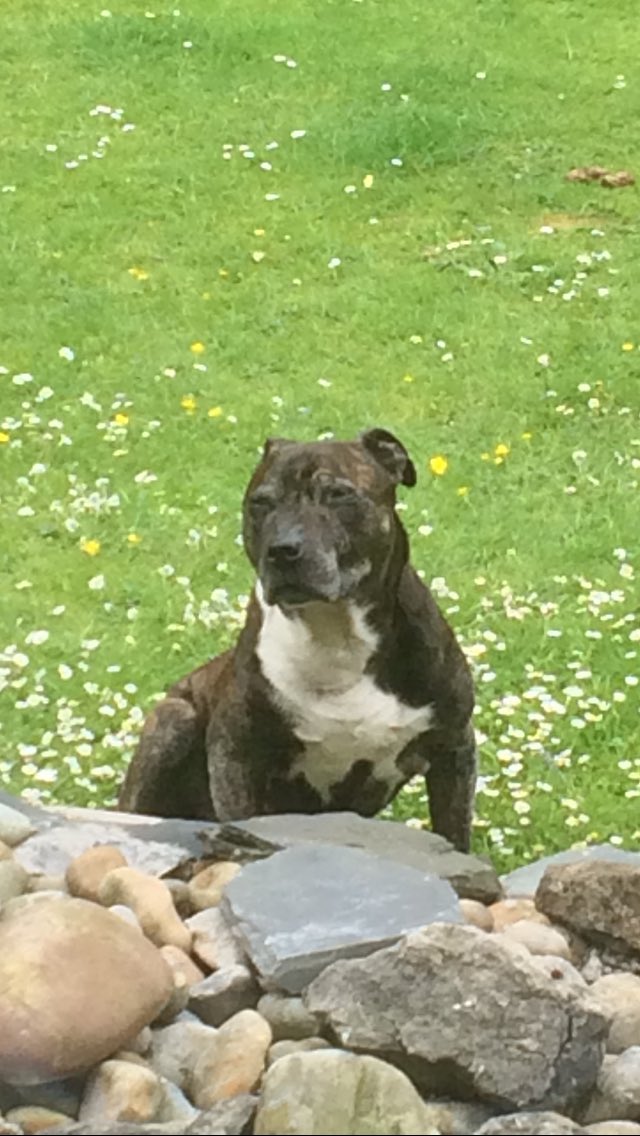 JustinJarratt's tweet photo. Duke chillin in the garden #staffy https://t.co/KSnOyYj56j