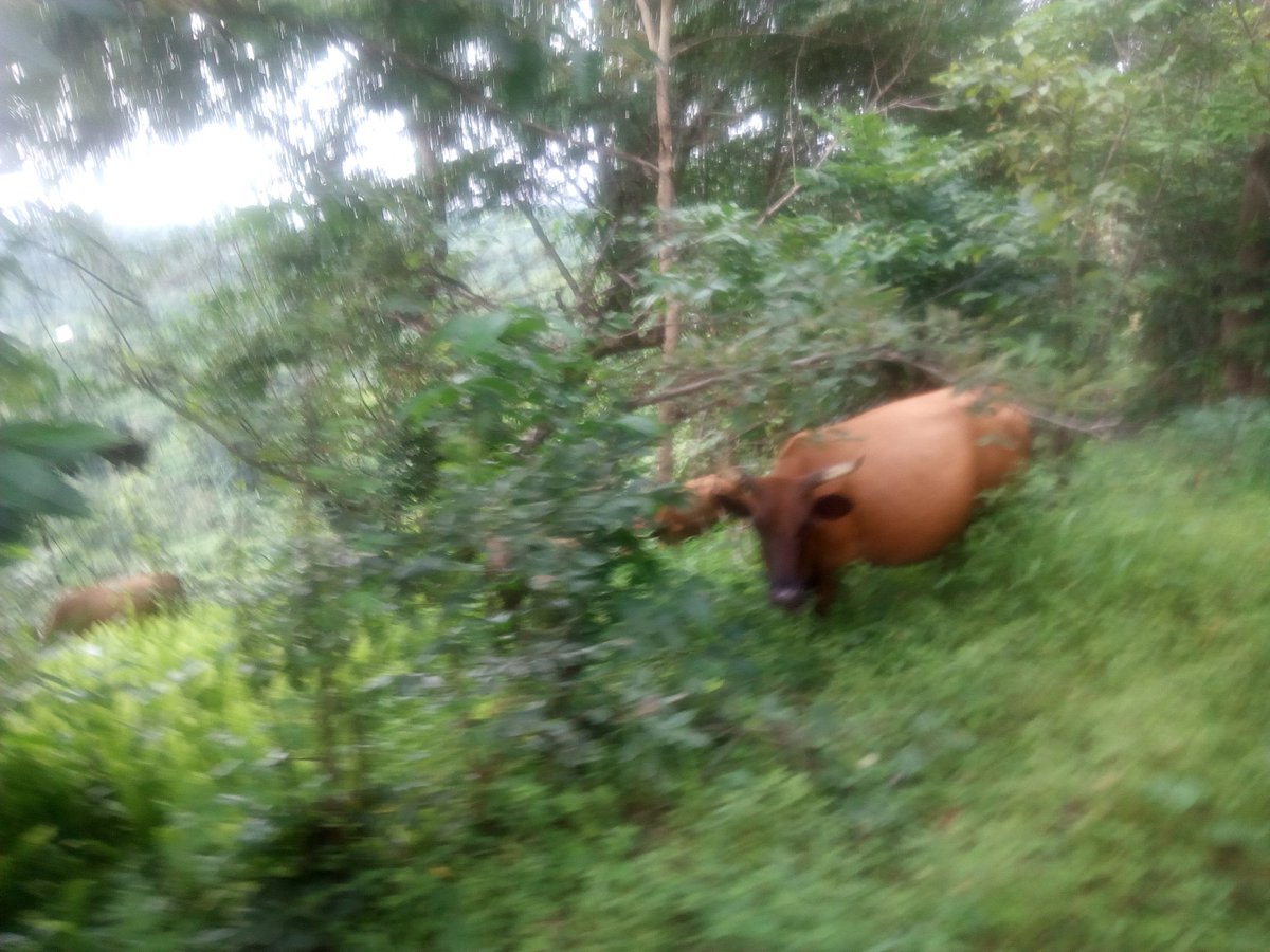 Baraka Mazid tweet media