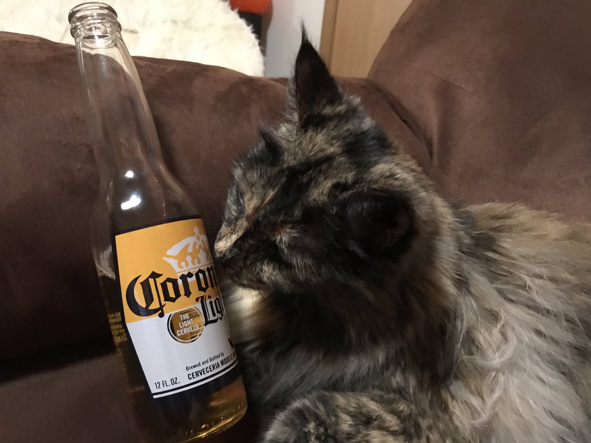 izziethecat1's tweet photo. For cats like me that watch their weight... Friday Happy Hour = unwinding with an @corona light. Crisp taste and a great pucker on the bottle! Enjoy with lime. Enjoy responsibly. #ad https://t.co/jkN0BAJ4Xc