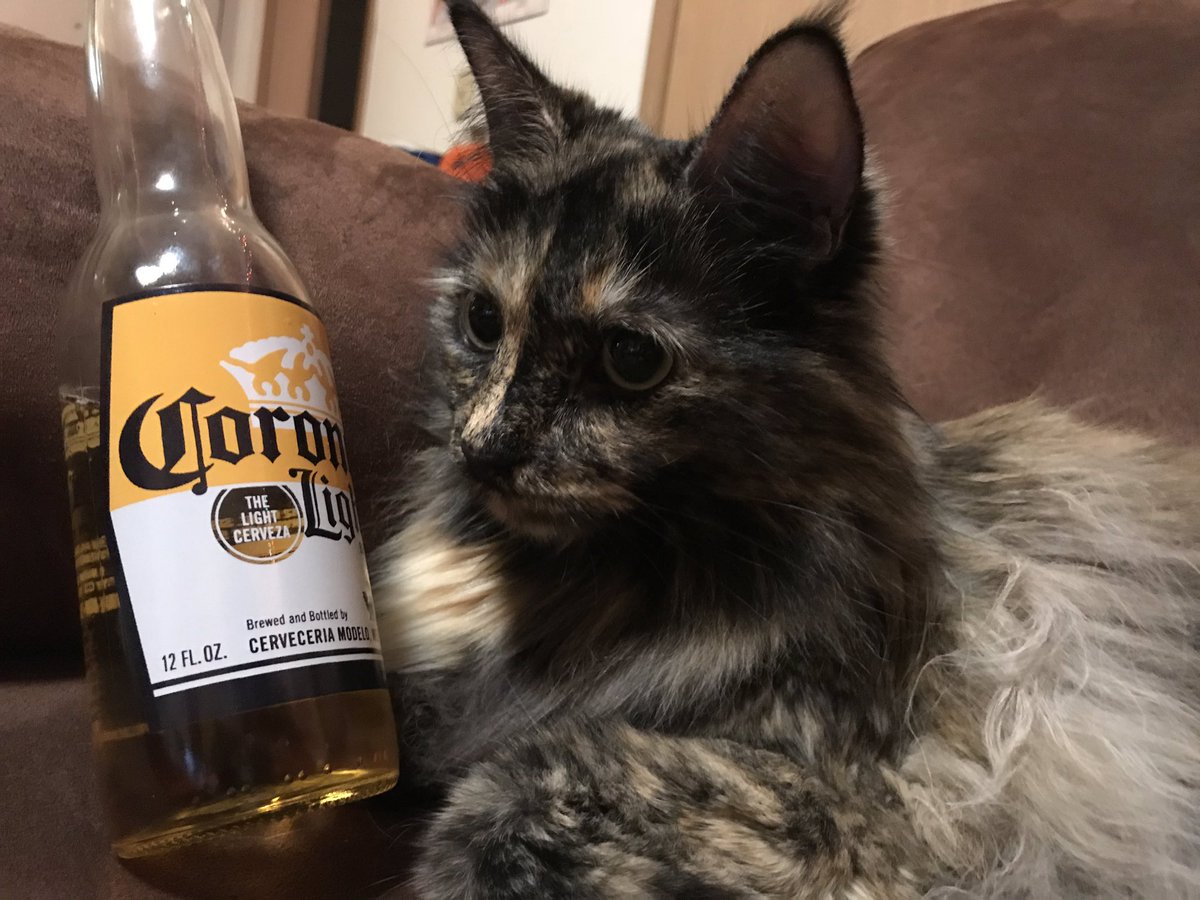 izziethecat1's tweet photo. For cats like me that watch their weight... Friday Happy Hour = unwinding with an @corona light. Crisp taste and a great pucker on the bottle! Enjoy with lime. Enjoy responsibly. #ad https://t.co/jkN0BAJ4Xc