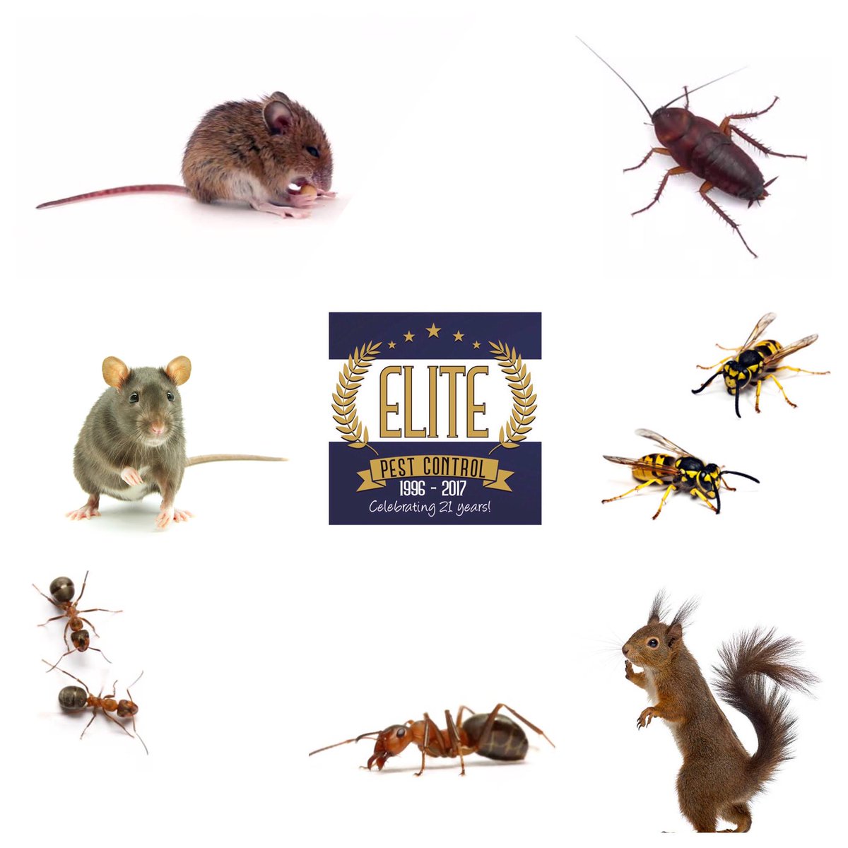 Elite Pest Control (ElitePestHull) Twitter