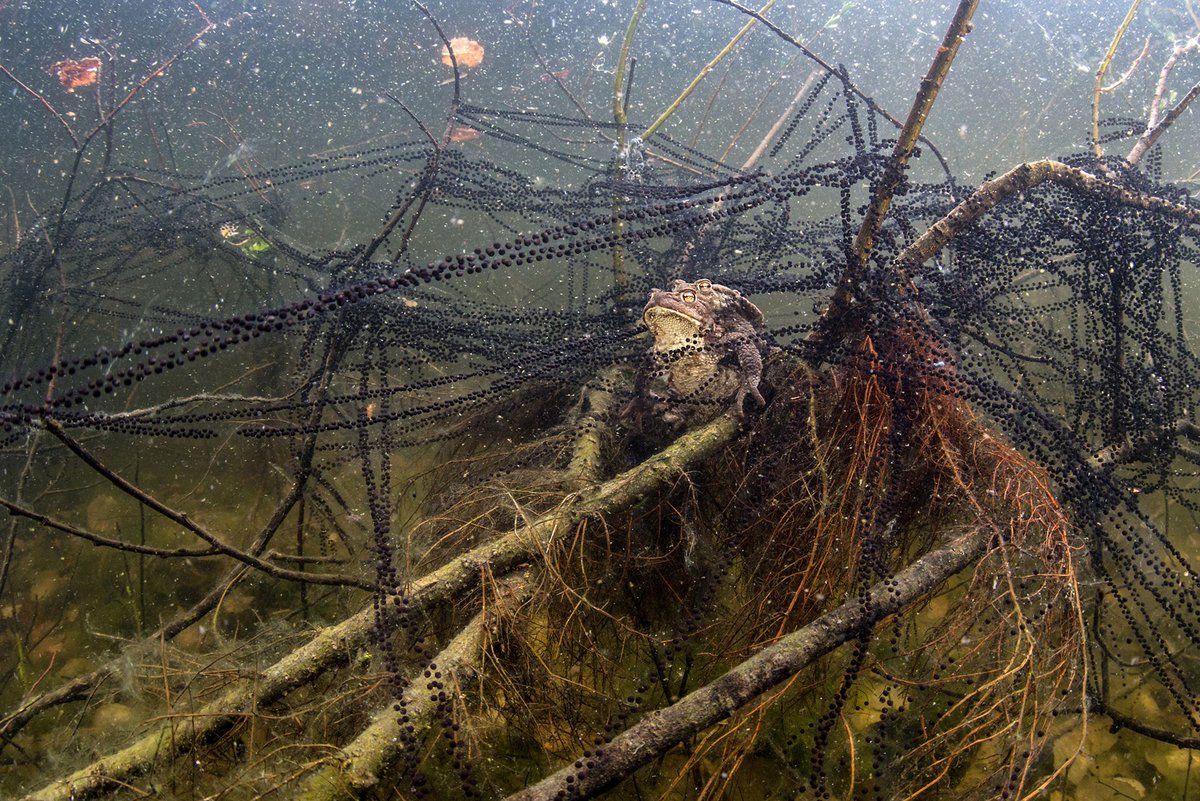SIPAContest's tweet photo. "Spawning toads. The male piggybacks himself on the famale and wont let go, no matter what!"
Photo of the day by Pekka Tuuri
#sipacontest #sienaawards #sipa2018 #olympusitalia #fotoamatore https://t.co/dIkhfwlr56