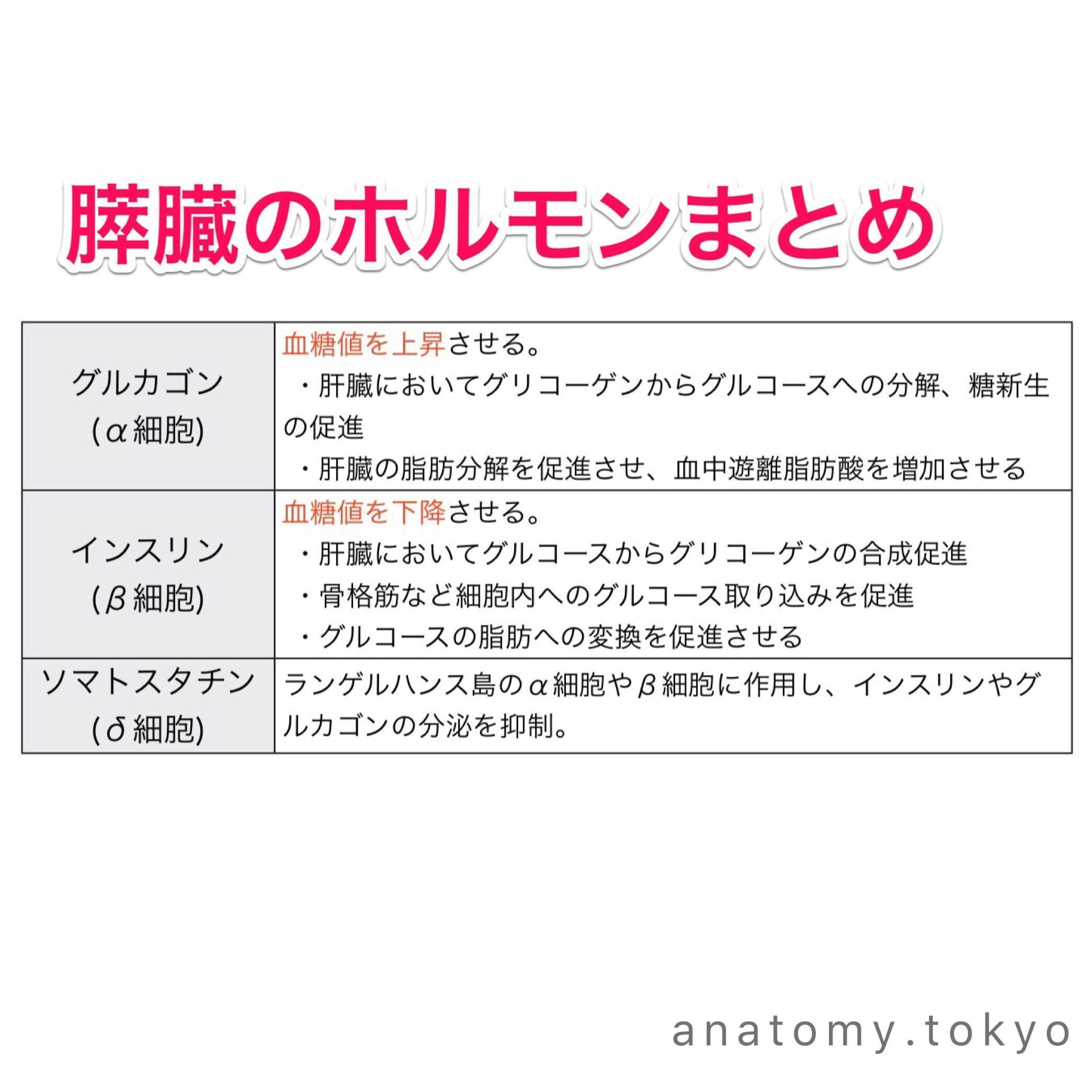 かずひろ先生 なるほど解剖学 A Twitter ランゲルハンス島のa細胞は を分泌する 解答 グルカゴン ランゲルハンス島のa細胞は グルカゴンを分泌します 解剖学 消化器系 膵臓 A細胞 グルカゴン 一問一答 Https T Co Icfewyeejg Https T Co Rkfq1hktho