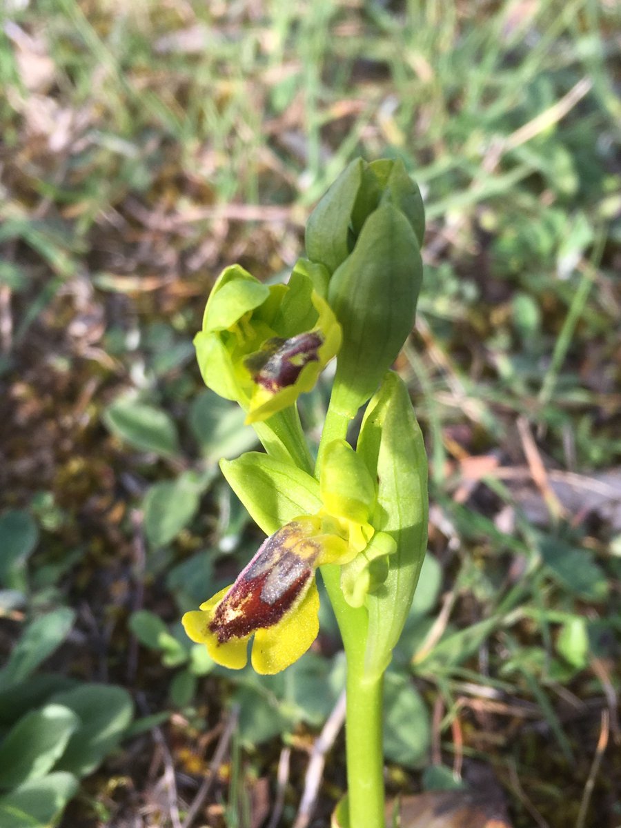 LaBotaniste's tweet photo. Been working on my #Ophris-pics from #Spain in April 2018. Determined using Pedersen's & Faurholdt's book on European Ophrys. To kick off an easy one: Ophrys lutea Cav. ssp. lutea. First two found in the #BasqueCountry, second two from #Andalucia. #Orchidaceae #Wildflowers https://t.co/J8DQv5Xh1V