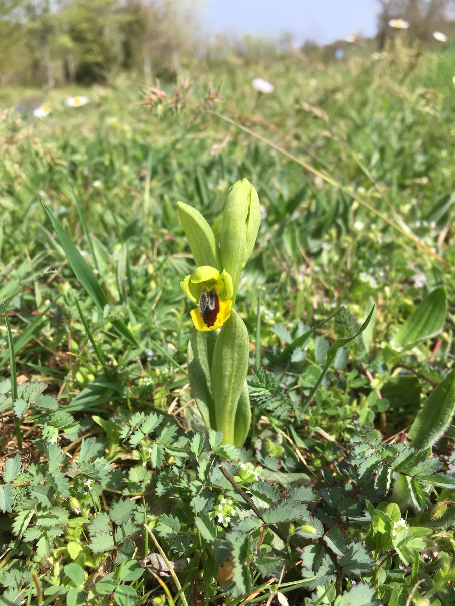 LaBotaniste's tweet photo. Been working on my #Ophris-pics from #Spain in April 2018. Determined using Pedersen's & Faurholdt's book on European Ophrys. To kick off an easy one: Ophrys lutea Cav. ssp. lutea. First two found in the #BasqueCountry, second two from #Andalucia. #Orchidaceae #Wildflowers https://t.co/J8DQv5Xh1V