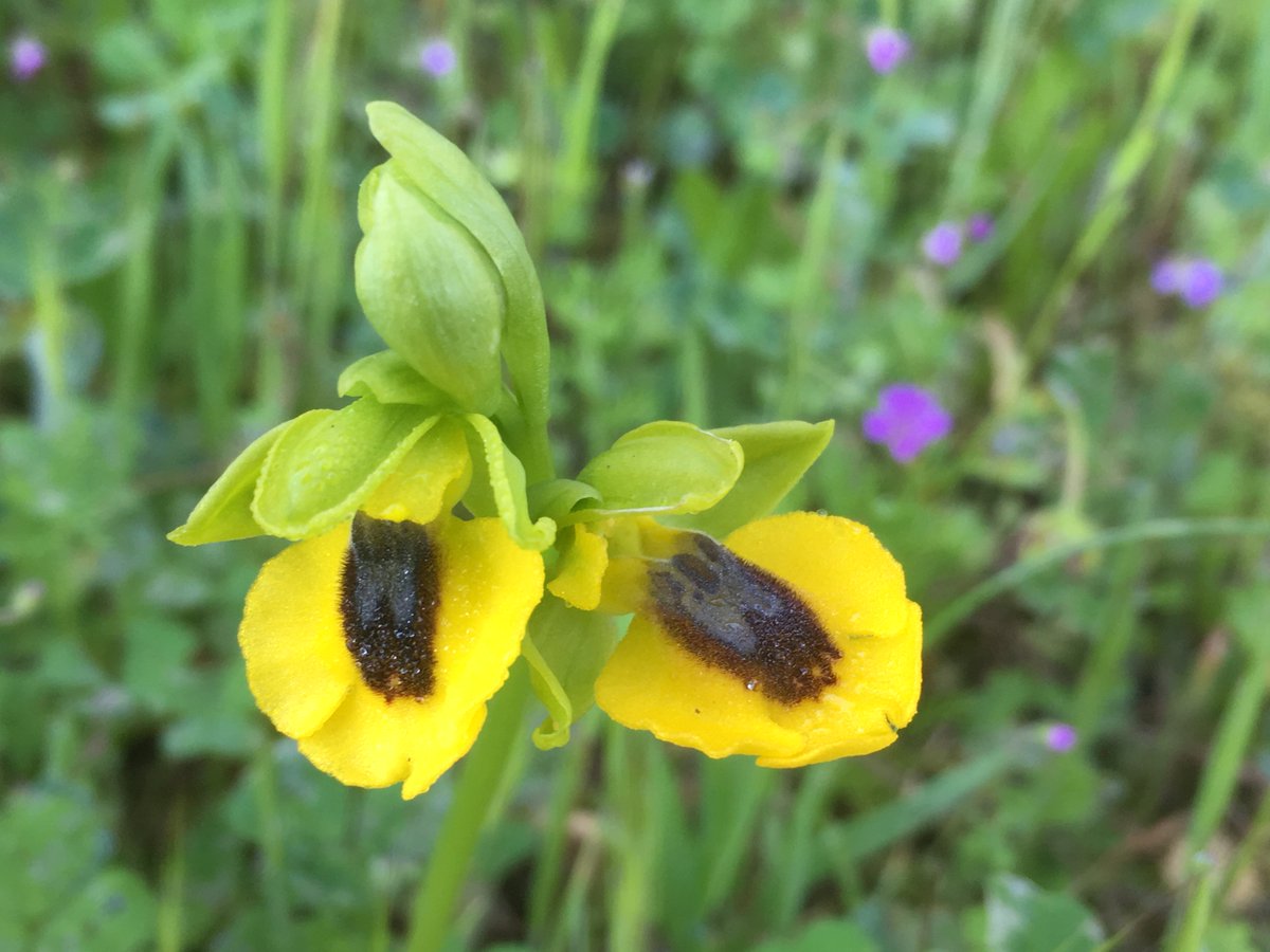 LaBotaniste's tweet photo. Been working on my #Ophris-pics from #Spain in April 2018. Determined using Pedersen's & Faurholdt's book on European Ophrys. To kick off an easy one: Ophrys lutea Cav. ssp. lutea. First two found in the #BasqueCountry, second two from #Andalucia. #Orchidaceae #Wildflowers https://t.co/J8DQv5Xh1V