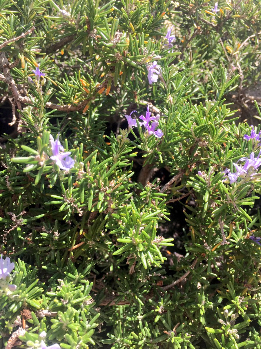 AppelleMoiVali's tweet image. Une #battleflowers spéciale #Azuleros de #Lisboa !