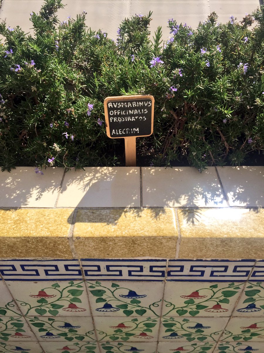 AppelleMoiVali's tweet image. Une #battleflowers spéciale #Azuleros de #Lisboa !