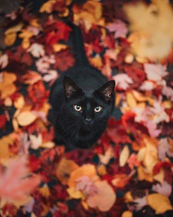 Today is #BlackCatDay ! 
Do you have any cats? Share with us your pet pics!

#cat #Caturday #27October #27ottobre