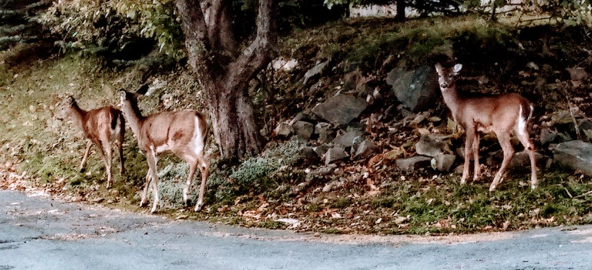 .......another good reason to look straight ahead when going for your morning run......just never know what mammal will be sharing the road with you. #deeringthecity #nature #Autumnwatch #autumnactivities naturenovascotia