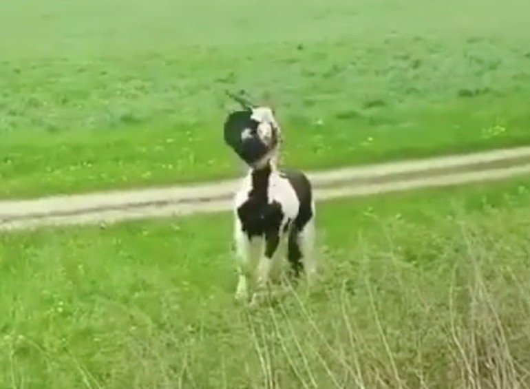 EventingConnect's tweet image. Improv dismount with style - VIDEO Break #EquestrianProblems #SmoothRecovery #Kinda #Gymnast eventingconnect.today/2018/10/27/imp…