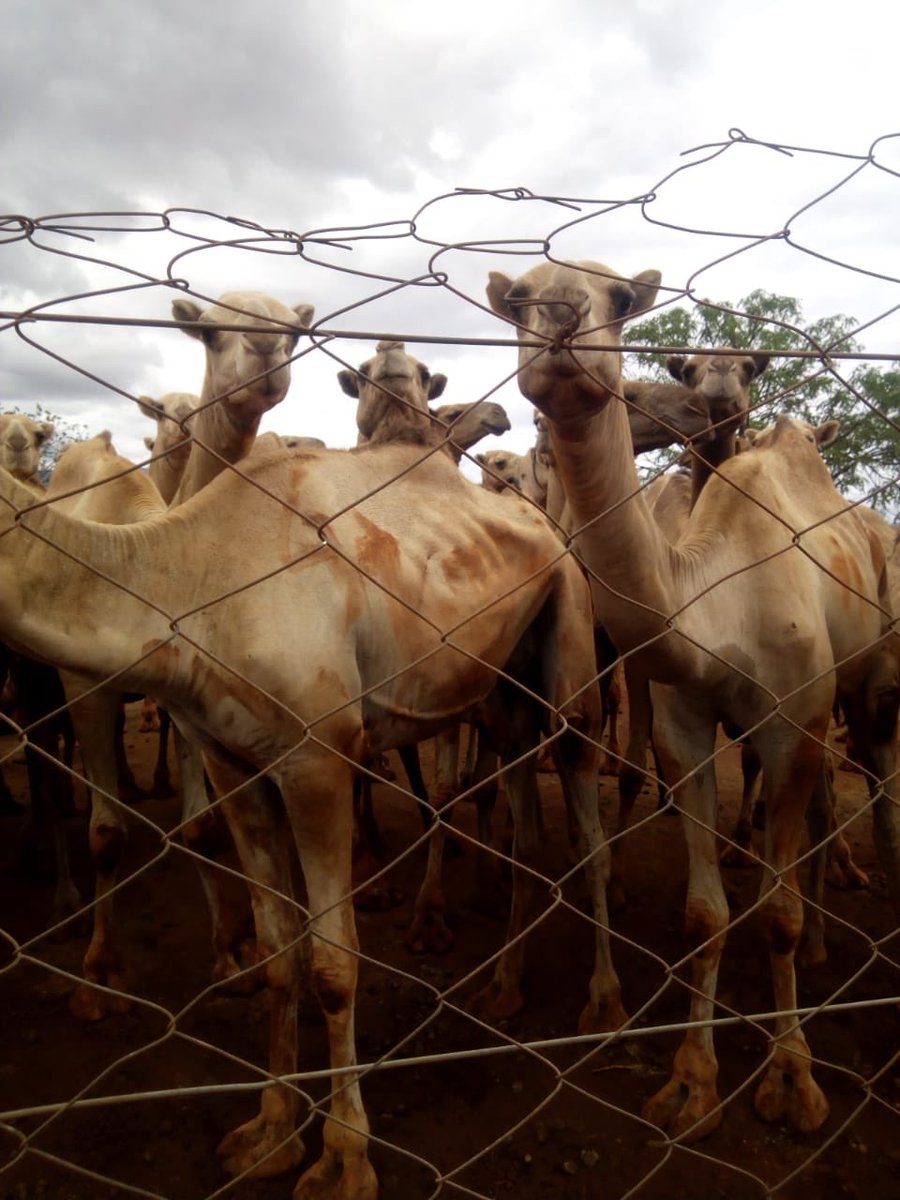 adermbishar15's tweet photo. Taita Taveta County government holding over 300 camels owned by Somali businessmen 
against court order to release the camels or feed them. The animals are now in the brink of death due to hunger. @FredMatiangi @UKenyatta @ahmednasirlaw @JBoinnet @WilliamsRuto @DiscoverTTCG https://t.co/3VBCa0Ocqn