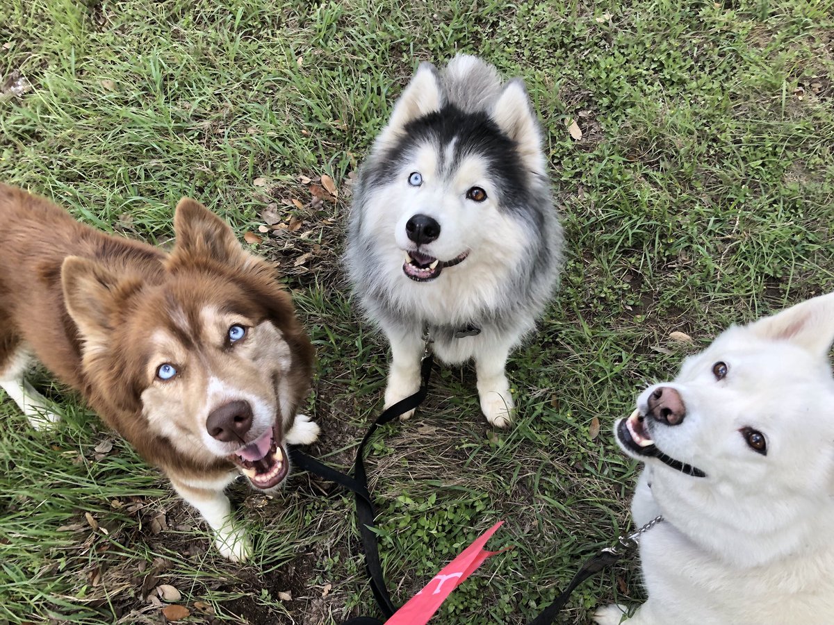 tomuchcute's tweet photo. RT @kumapaws376: #Husky #Pooch #dogsoftwitter #Huskies #derp #sillydogs #Canine #Inu #chooch #pets #Puppers #flooves #WoolyHusky #RedHusky #snowdogs #familyphoto #siberianHuskies #doggo #selfie #pupper #pets #aww #floof #majesticAF #fluffy #majestic #swe… https://t.co/blQwFSHH0z