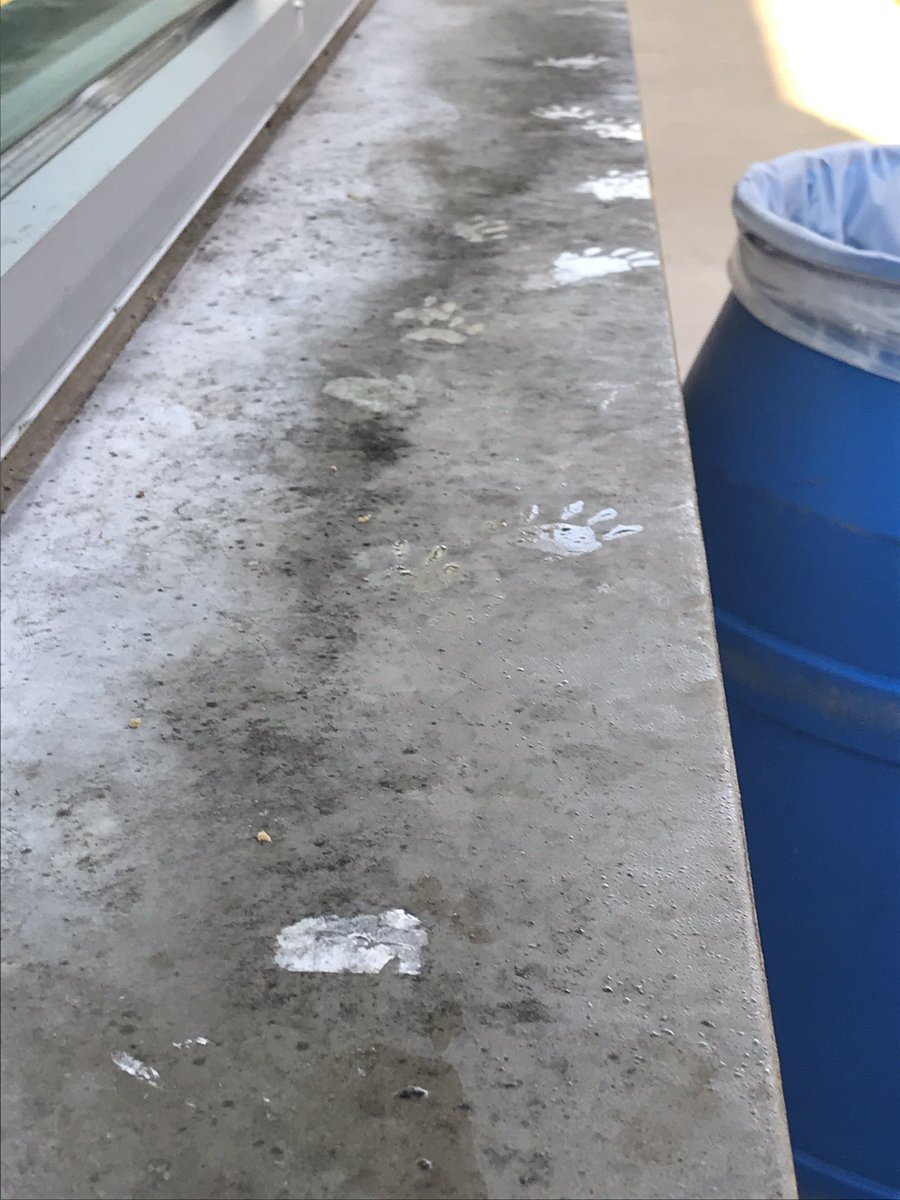CorryKiki's tweet photo. #txpwild didn’t survive hitting the window yesterday afternoon. Nice snack for the raccoon last night. https://t.co/kJQKfnDN6U