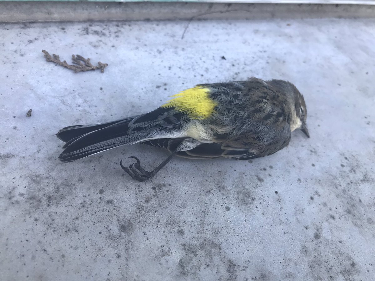 CorryKiki's tweet photo. #txpwild didn’t survive hitting the window yesterday afternoon. Nice snack for the raccoon last night. https://t.co/kJQKfnDN6U