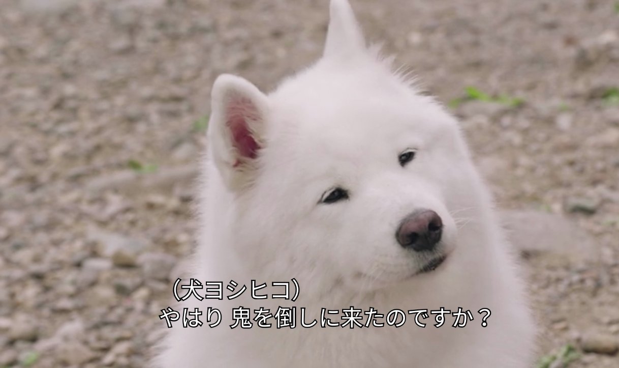 柚子 No Twitter 勇者ヨシヒコは全シーズン可愛い犬がいて私ニッコニコ 今日観た犬ヨシヒコの表情とフワフワ感