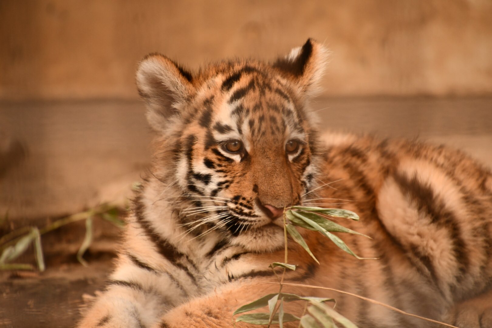 Sazy 無条件に可愛い子虎達 写真の子がどの子か分かりません 茶臼山動物園 アムールトラ ミタケ ホタカ アヅミ Sazy 無条件に可愛い子虎達 写真の子がどの子か分かりません 茶臼山動物園 アムールトラ ミタケ ホタカ アヅミ
