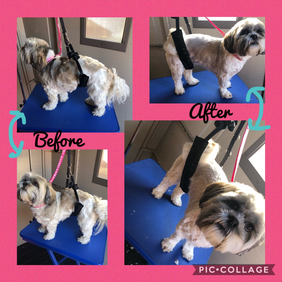 Before and After Tilly’s hair cut #doggrooming #doggroomer #dogs #saturdaymorning #16yearsold