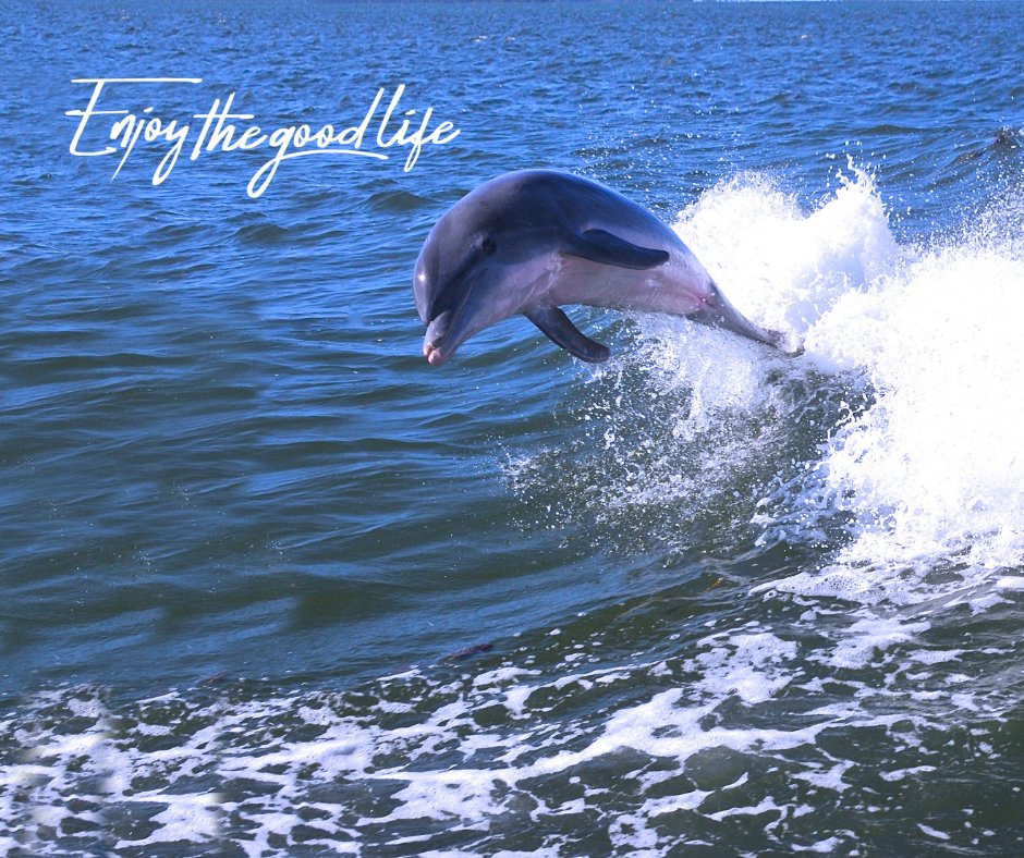 🐬Half Day Boat Rentals at #NaplesBayResort From $199 🐬
Dolphins, manatees and starfish, Oh My! Book now and see the natural wonders the Gulf has to offer! ☀️🌺🚤

Click here for additional details buff.ly/2D9vzEx
#EnjoyTheGoodLife