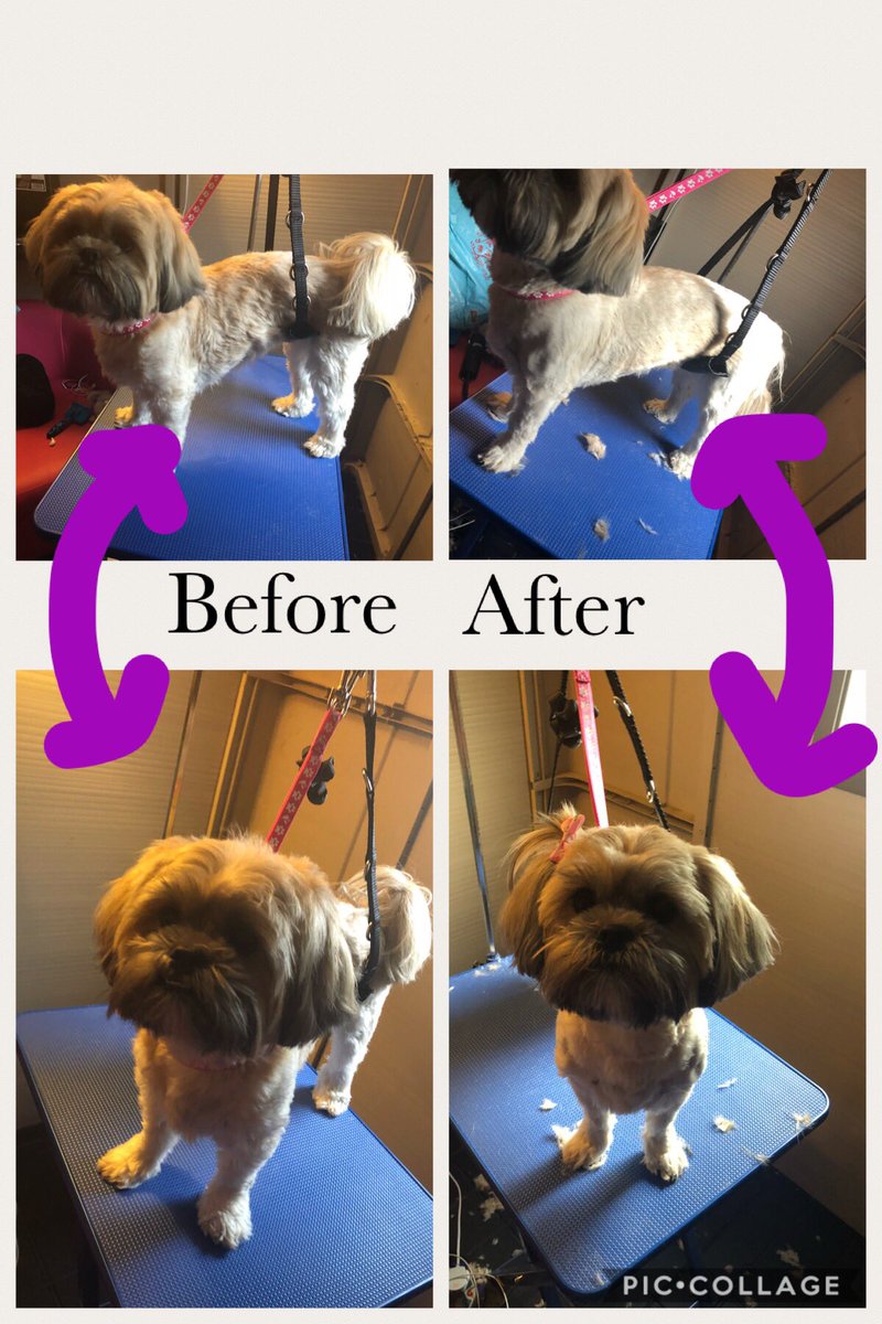 Before and After Bonnies hair cut #DogLovers #doggrooming #doggroomer #beginner #16yearsold #dogs #SaturdayMorning
